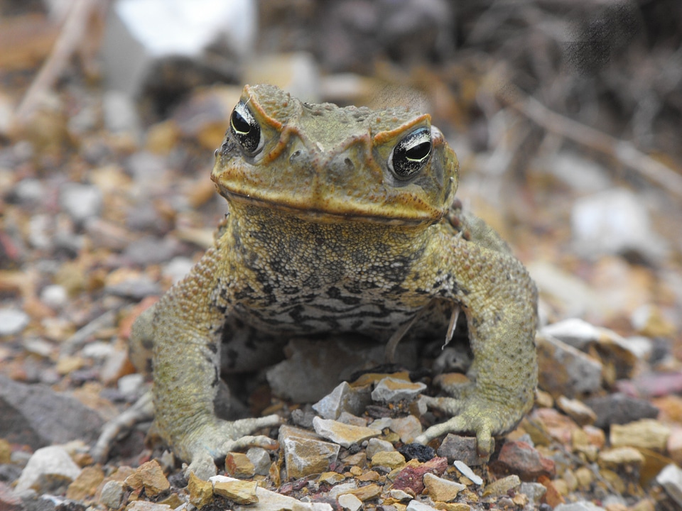 Animal wildlife wild
