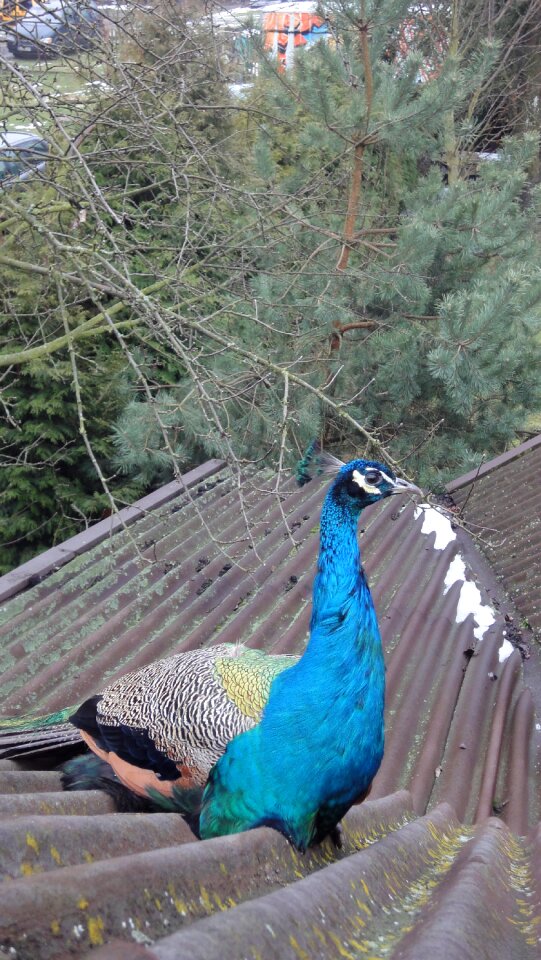Free stock photo of peacock, roof