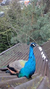Free stock photo of peacock, roof photo