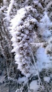 Free stock photo of frost, irony, winter photo
