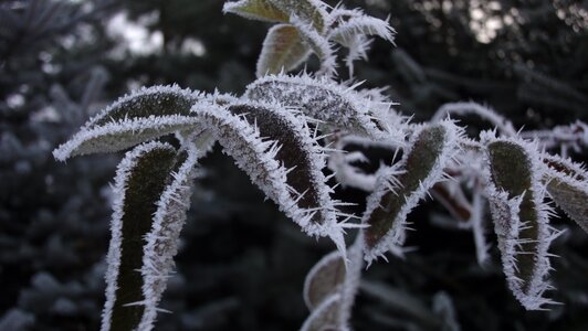 Free stock photo of frost, hoarfrost, leafs photo