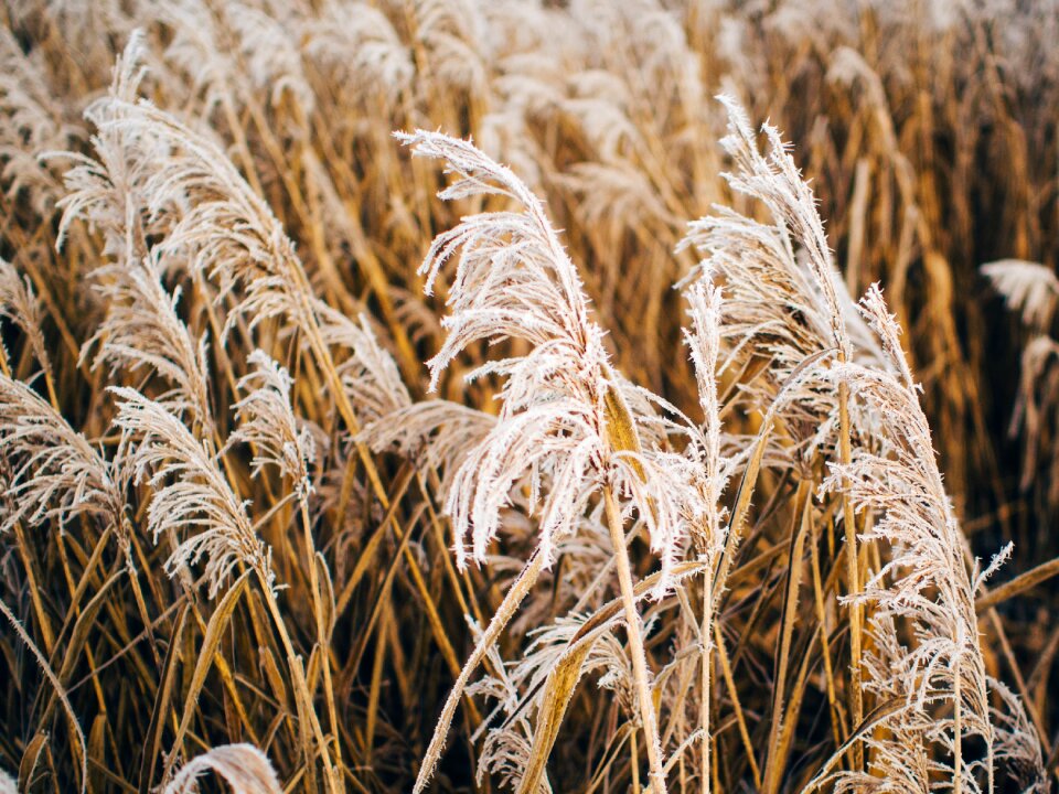 Free stock photo of cold, frost, grass