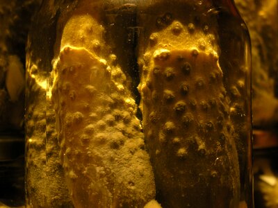Free stock photo of cucumber, jar, ostrih skin