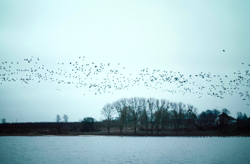 Free stock photo of nature