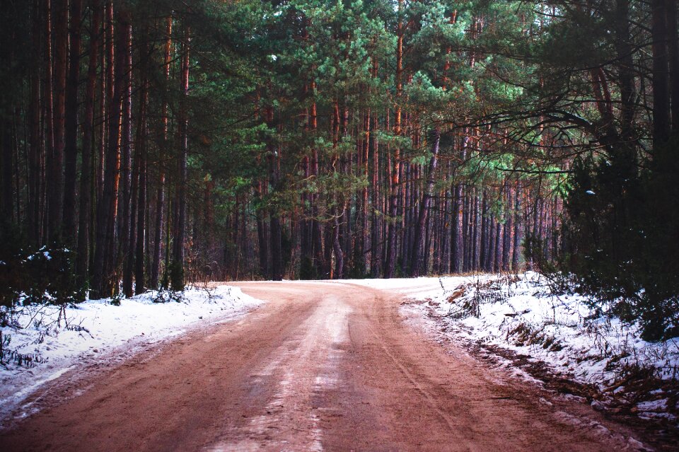 Free stock photo of dirt, forest, frost photo