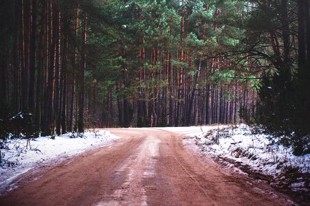 Free stock photo of dirt, forest, frost