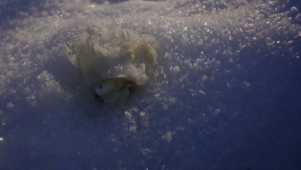 Free stock photo of flower, snow, white