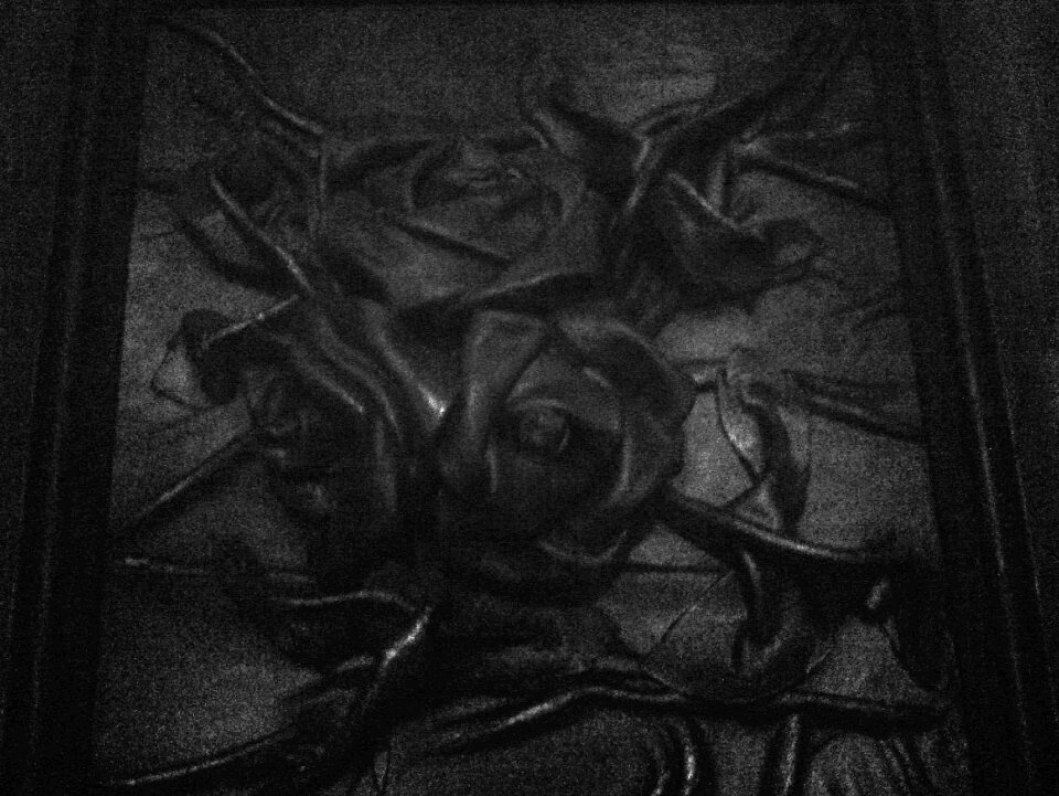 Free stock photo of allblack, allblackeverything, roses