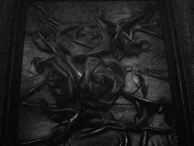 Free stock photo of allblack, allblackeverything, roses