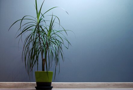 Free stock photo of plant