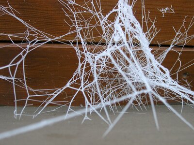 Free stock photo of frost, spider s-web, winter photo