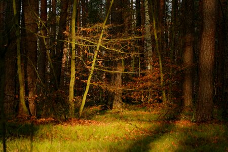 Free stock photo of forest, light, masuria