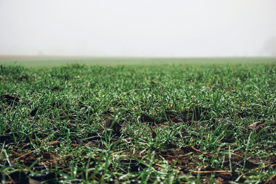 Free stock photo of agriculture, countryside, crop