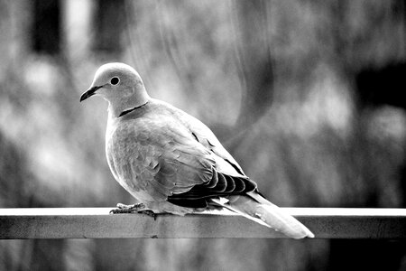 Free stock photo of blackandwhite, dove, wintertime