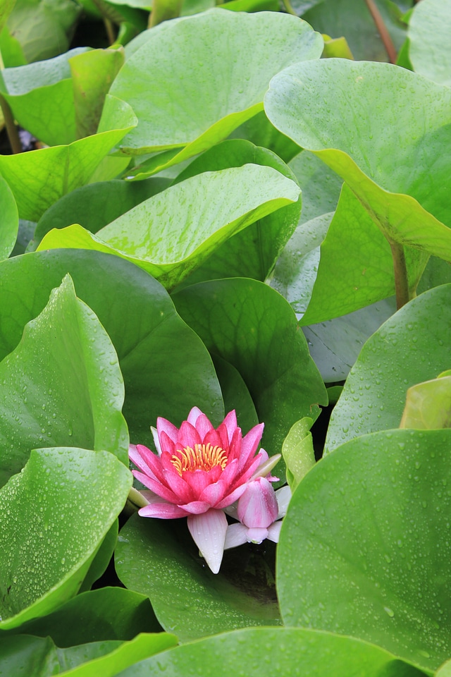 Lotus water lilies pond plants