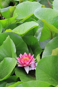 Lotus water lilies pond plants photo