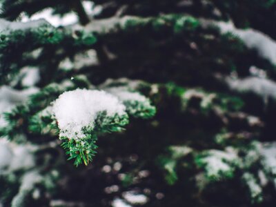 Free stock photo of branch, close-up, cold photo