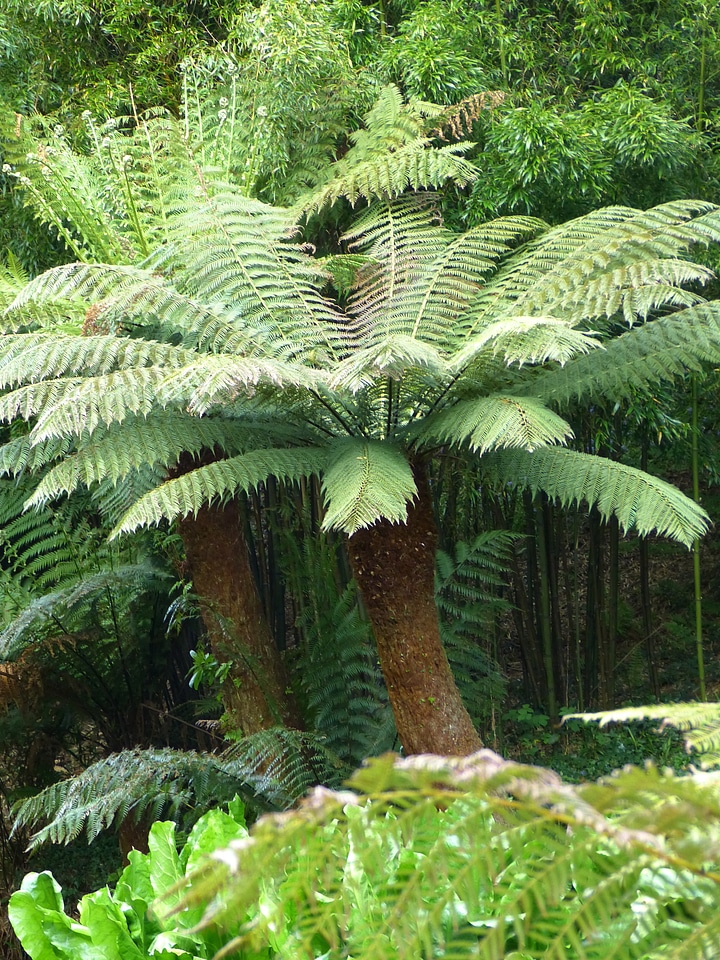 Dicksonia antarctica green leaf