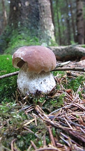 Pine mushroom eduis boletus mushroom photo