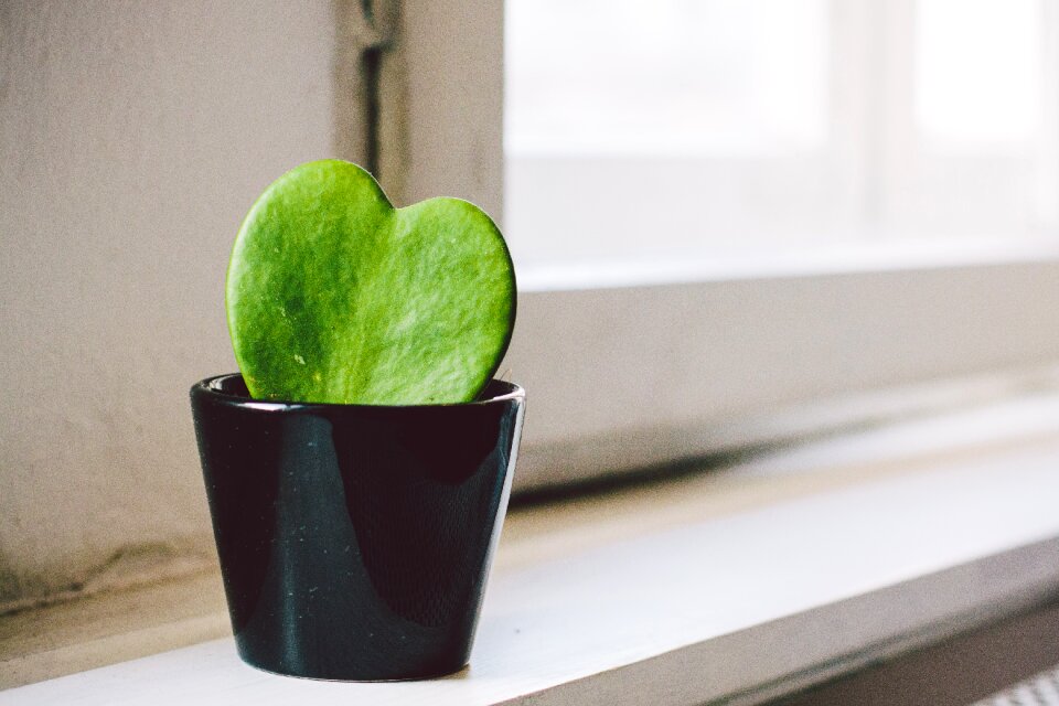 Free stock photo of black, green, hoya