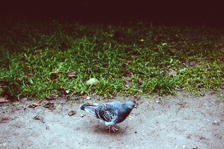 Free stock photo of gray, outdoor, pigeon photo