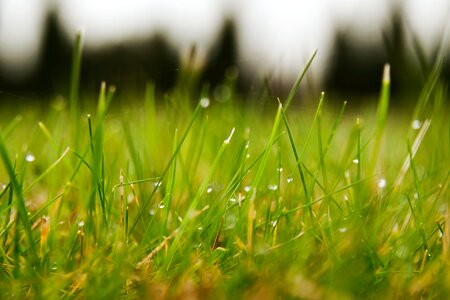 Free stock photo of dew, grass, green