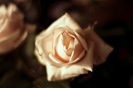 Free stock photo of flower, rose