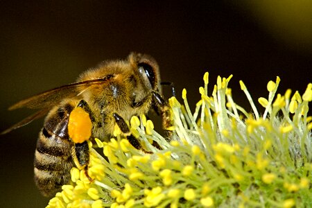Honey Bee Zipping a Plant photo