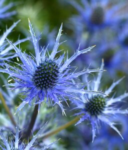 Free stock photo of blue, eryngium, flower photo