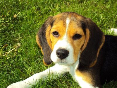 Free stock photo of beagle, beagle puppy, canine