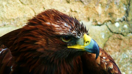 Free stock photo of animal, bird of prey, eagle photo