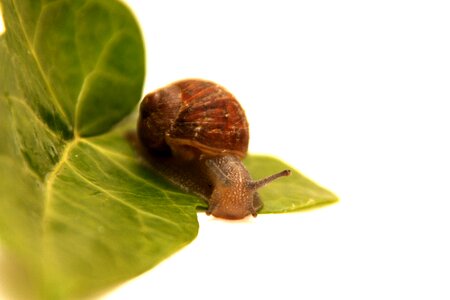 Macro Photo of Brown Snail on Leaf photo