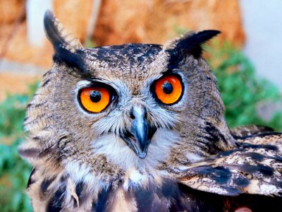 Brown White and Black Owl photo