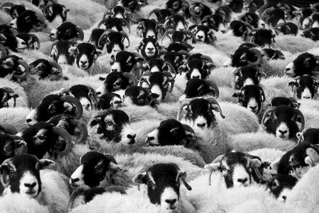 Greyscale Photo of Sheep photo
