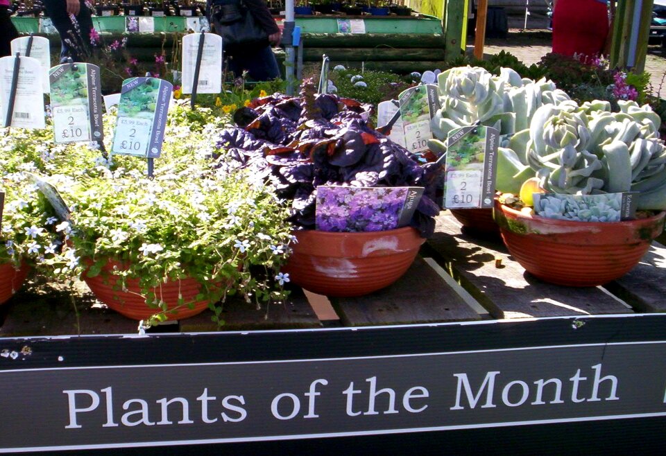 Free stock photo of plants, pots, sign
