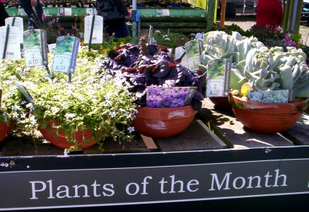 Free stock photo of plants, pots, sign
