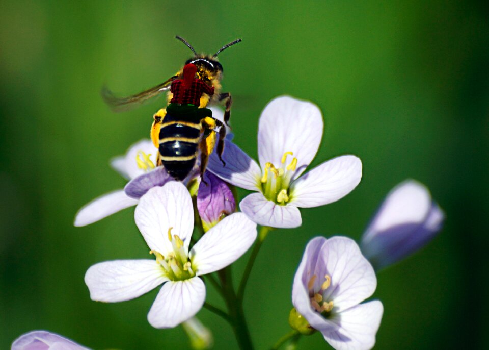 Free stock photo of bee, departure, dwarf