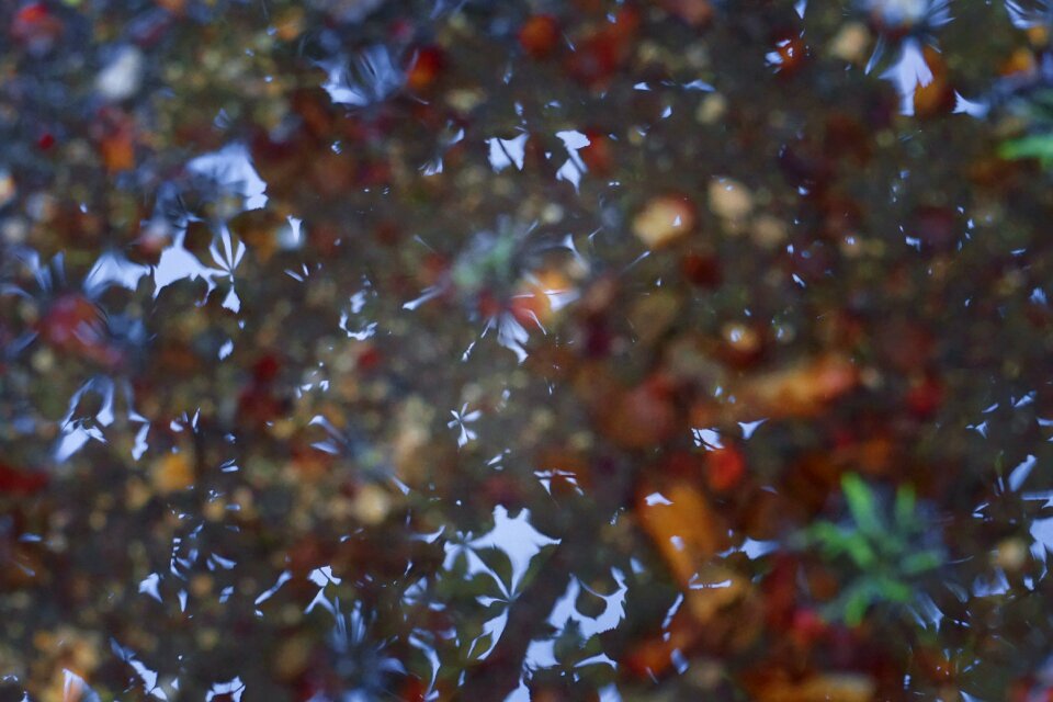 Free stock photo of nature, puddle, rain