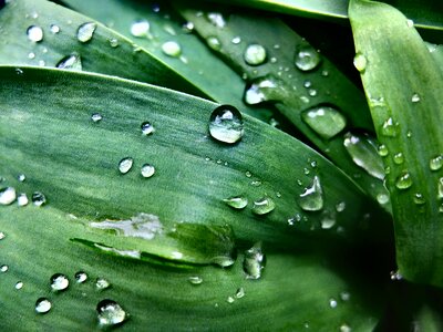 Free stock photo of drops, green, nature