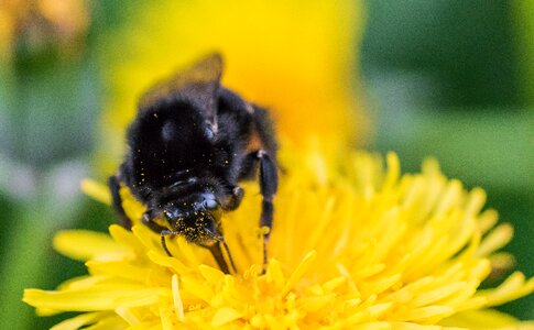 Free stock photo of dandelion, insect, macro