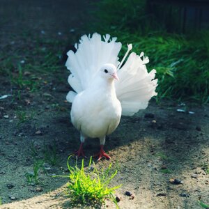 Free stock photo of delicate, dove, park