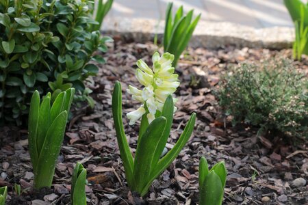 Free stock photo of flowers photo