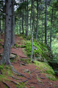 Free stock photo of moss, trees photo