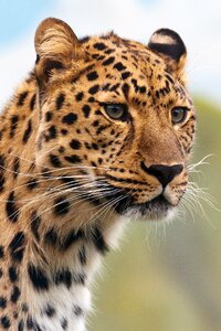Brown and Black Leopard Animal photo