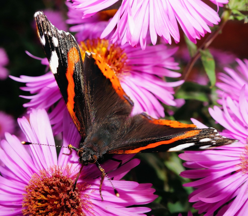 Edelfalter colorful insect