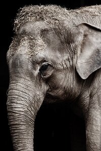 Grayscale Photo of Elephant photo