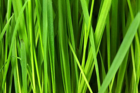 Green Leaf Plant photo