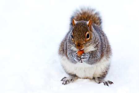 Gray and White Squirrel at Snow Covered Ground photo