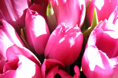 Pink Tulips Flower photo