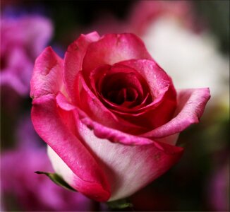 Macro Photography of Pink Rose Flower photo
